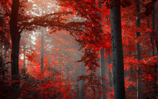 713501 (a): :1920x1200